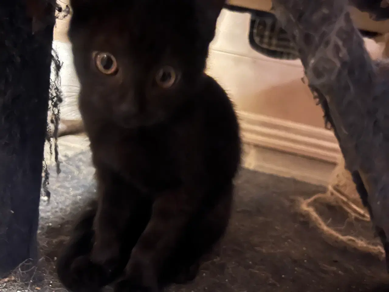 Billede 1 - Killinger gives væk