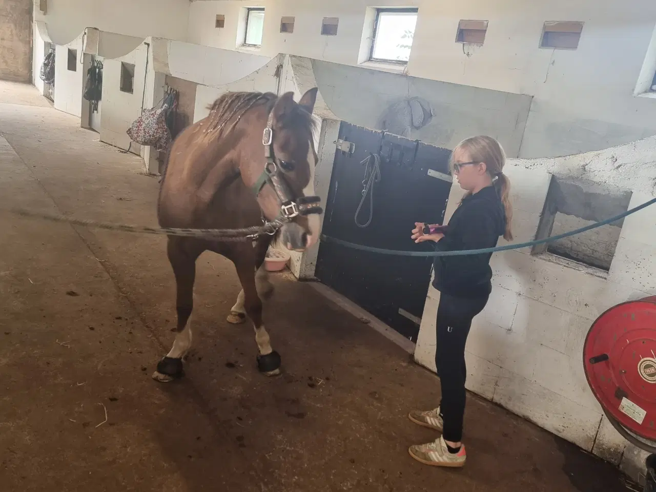 Billede 3 - Welsh pony 