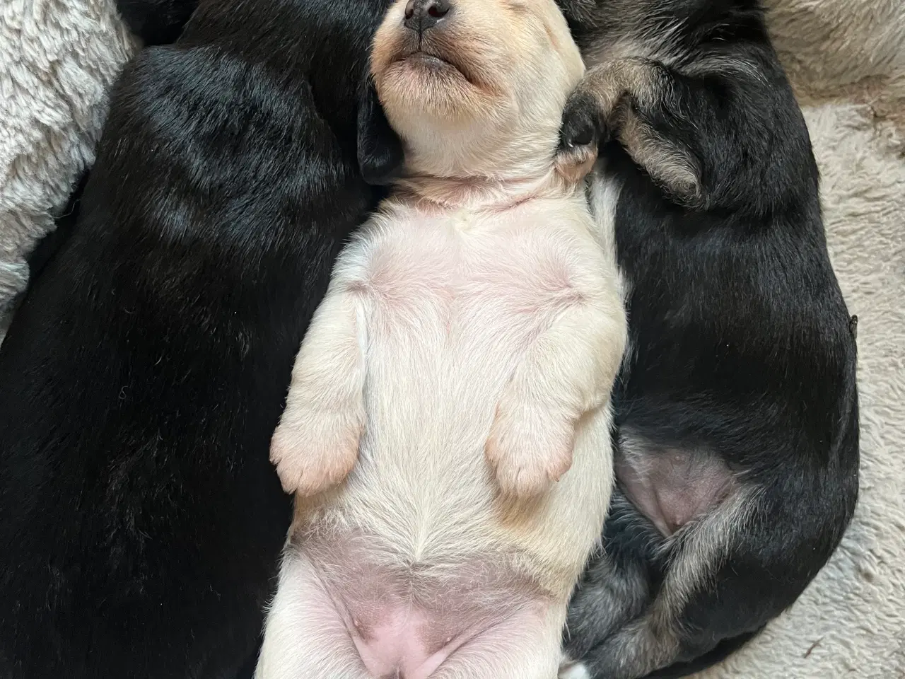 Billede 1 - 3 tævehvalpe sælges - Jack Russell / Bichon Havana