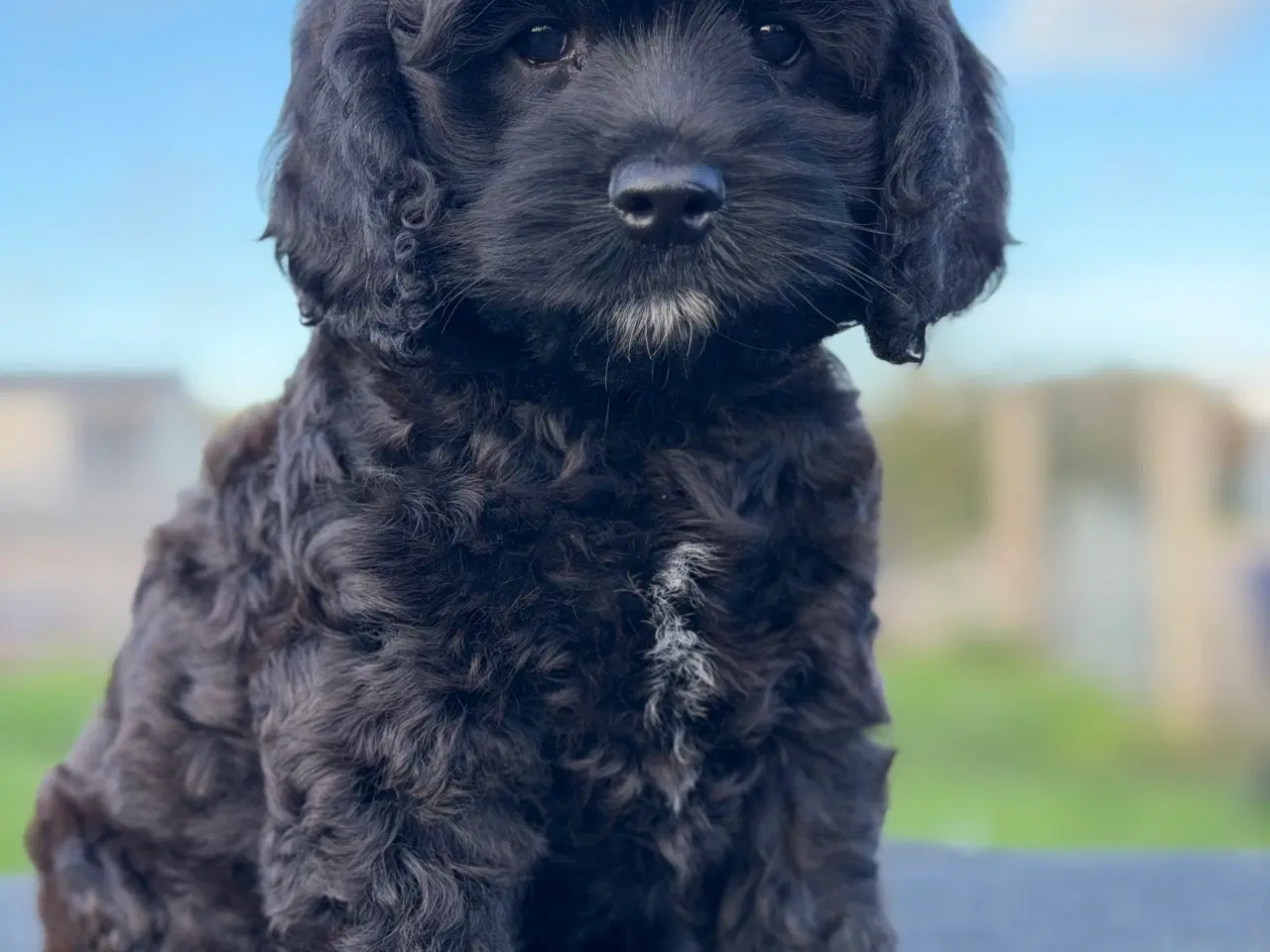 Billede 1 - Amerikanske Cockapoo Piger