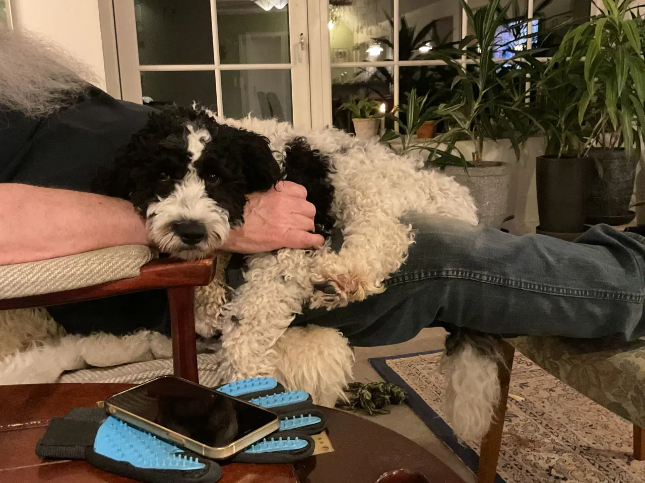 Billede 4 - Springerspaniel/puddel 1 år 