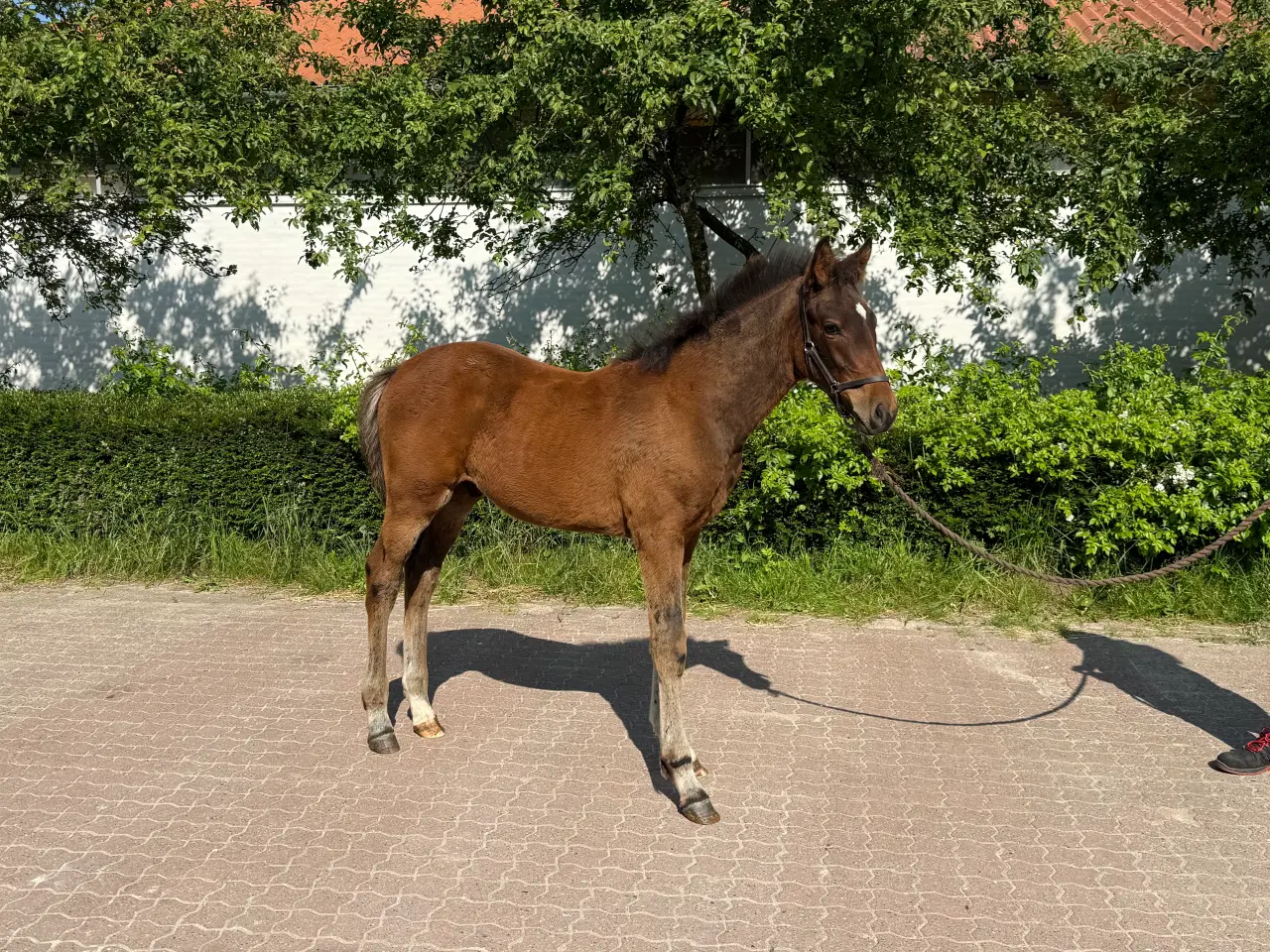 Billede 4 - Hingsteføl