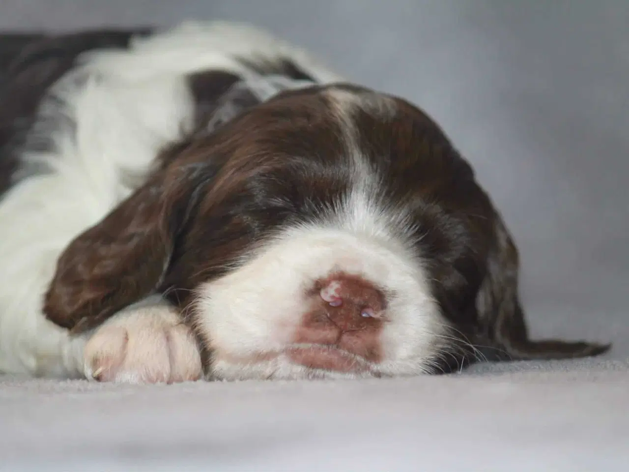 Billede 2 - Dansk svensk gårdhund/Ft. Cocker spaniel