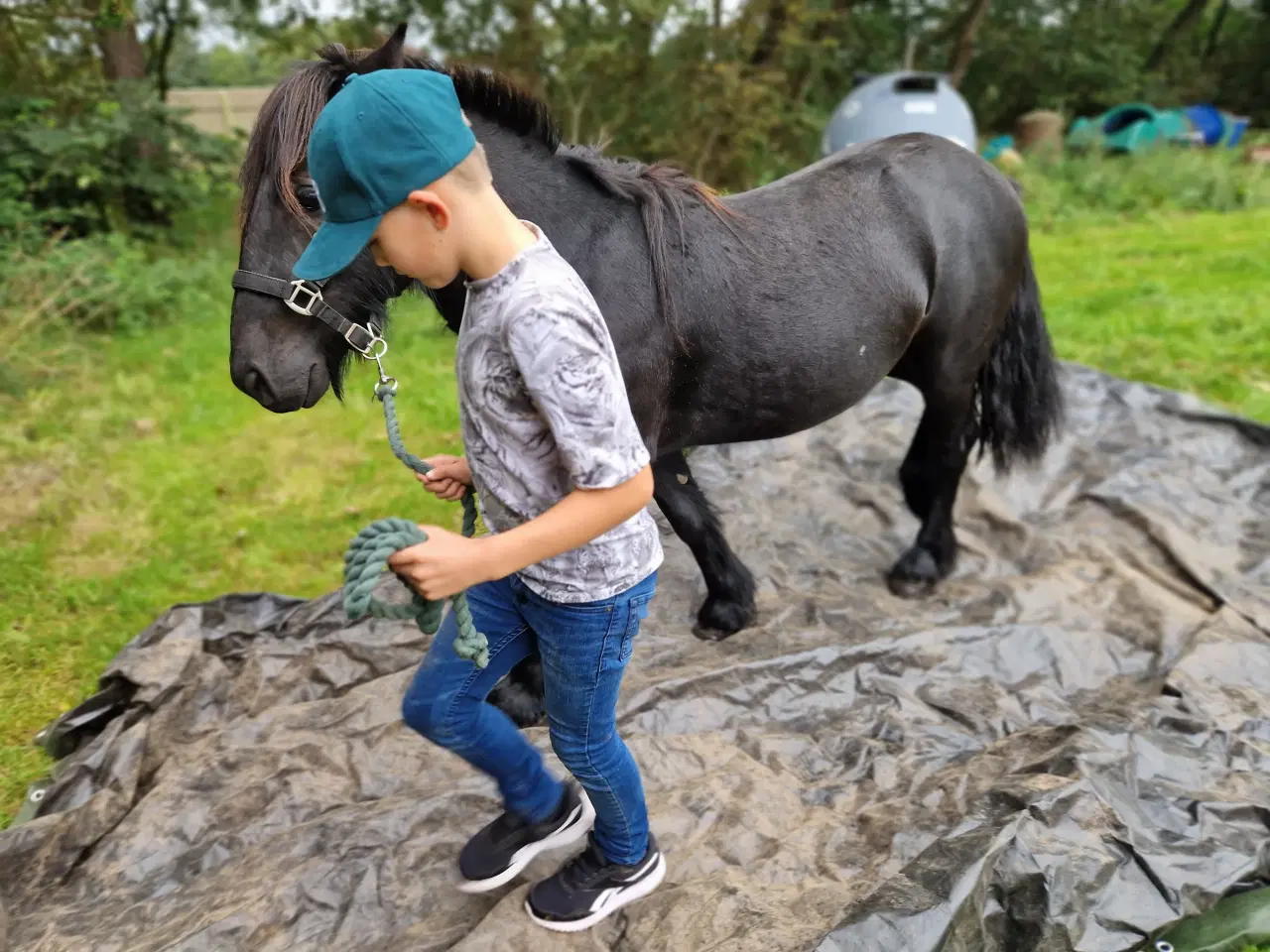 Billede 10 - Fell pony hingst