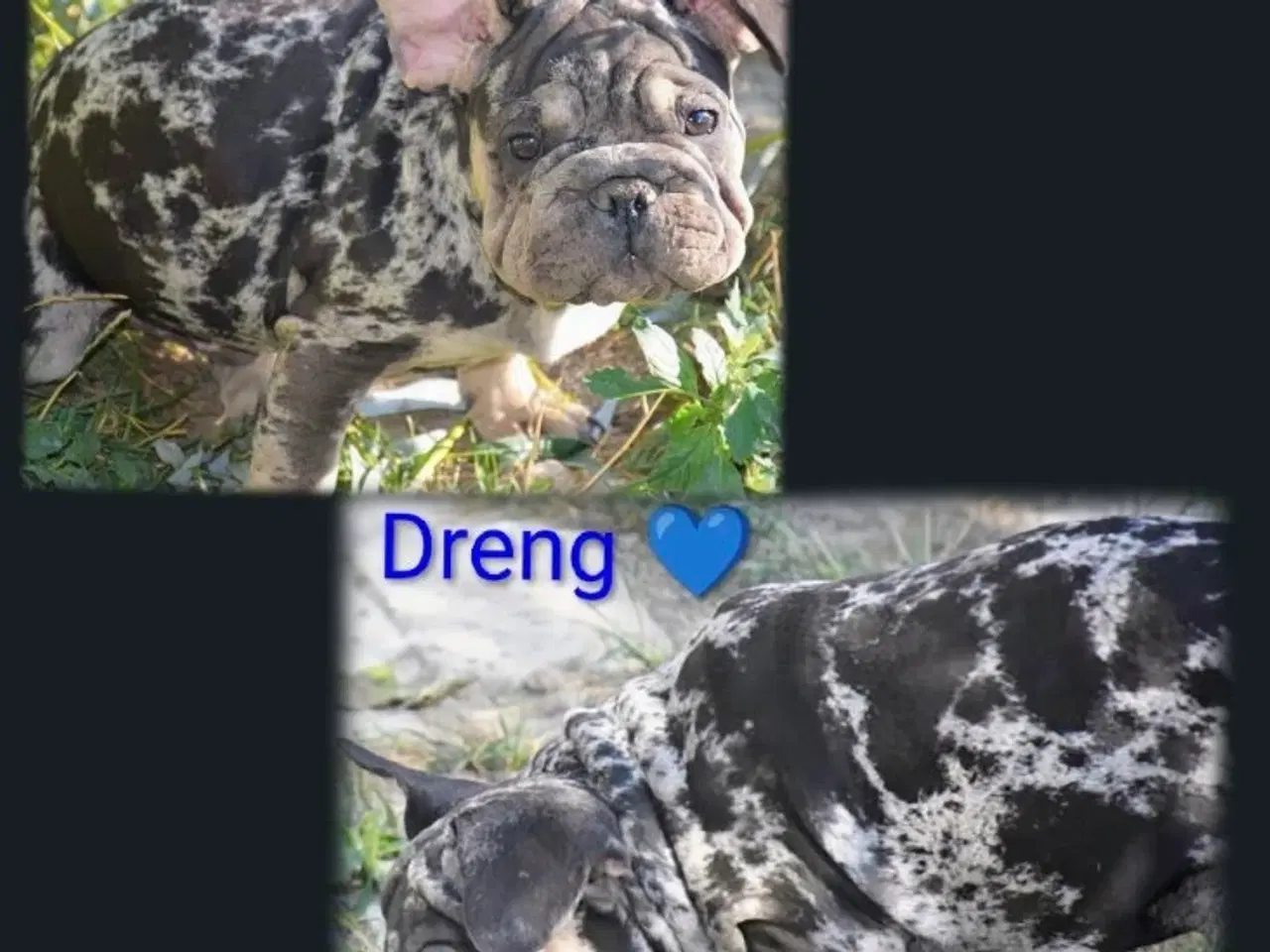 Billede 3 - Fransk bulldog 
