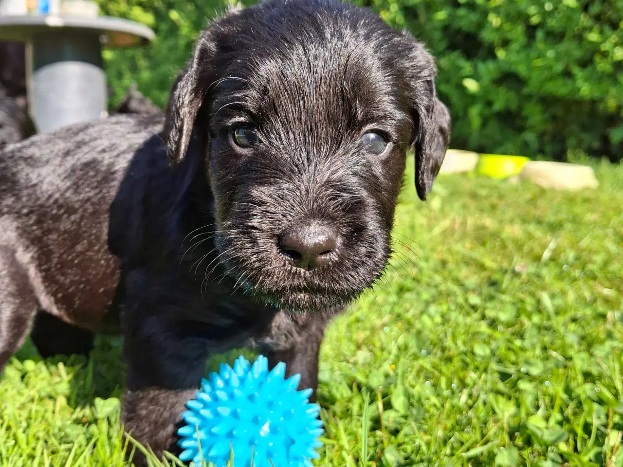 Billede 9 - Labradoodle hvalpe 