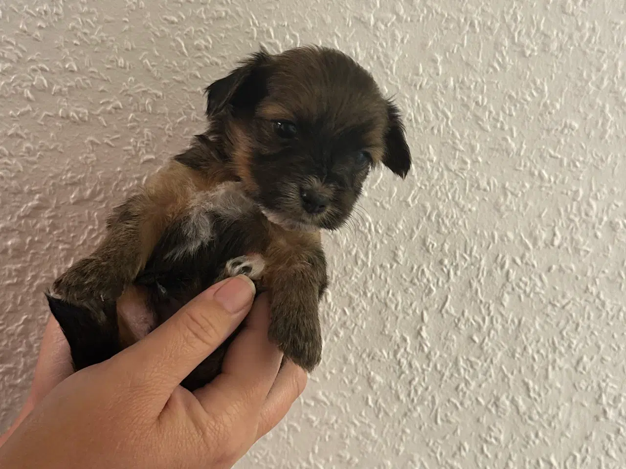 Billede 5 - Hundehvalpe 
