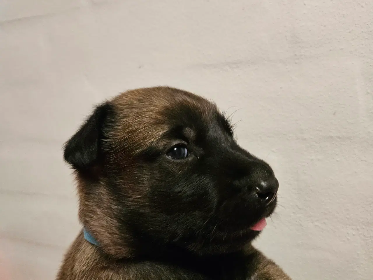 Billede 7 - Belgisk Malinois - Hvalpe - med stamtavle