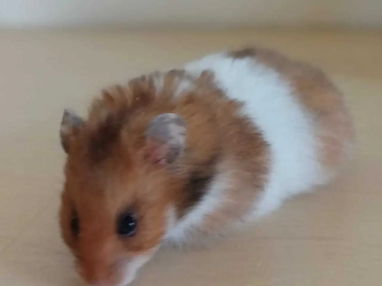 Billede 13 - Guldhamster unger 