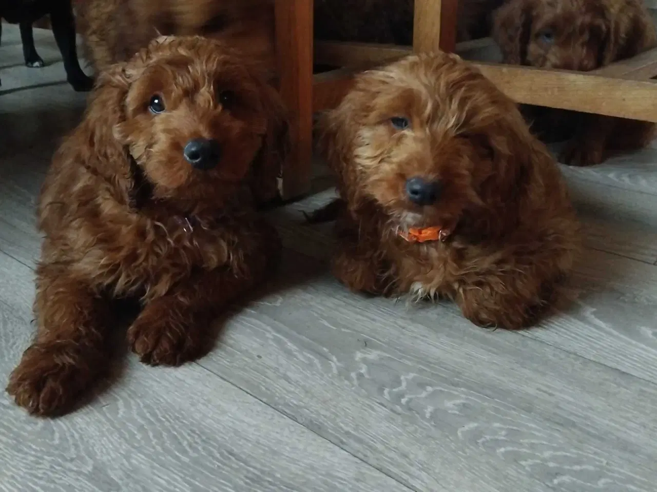 Billede 4 - Krøllede Cockapoo Bamser