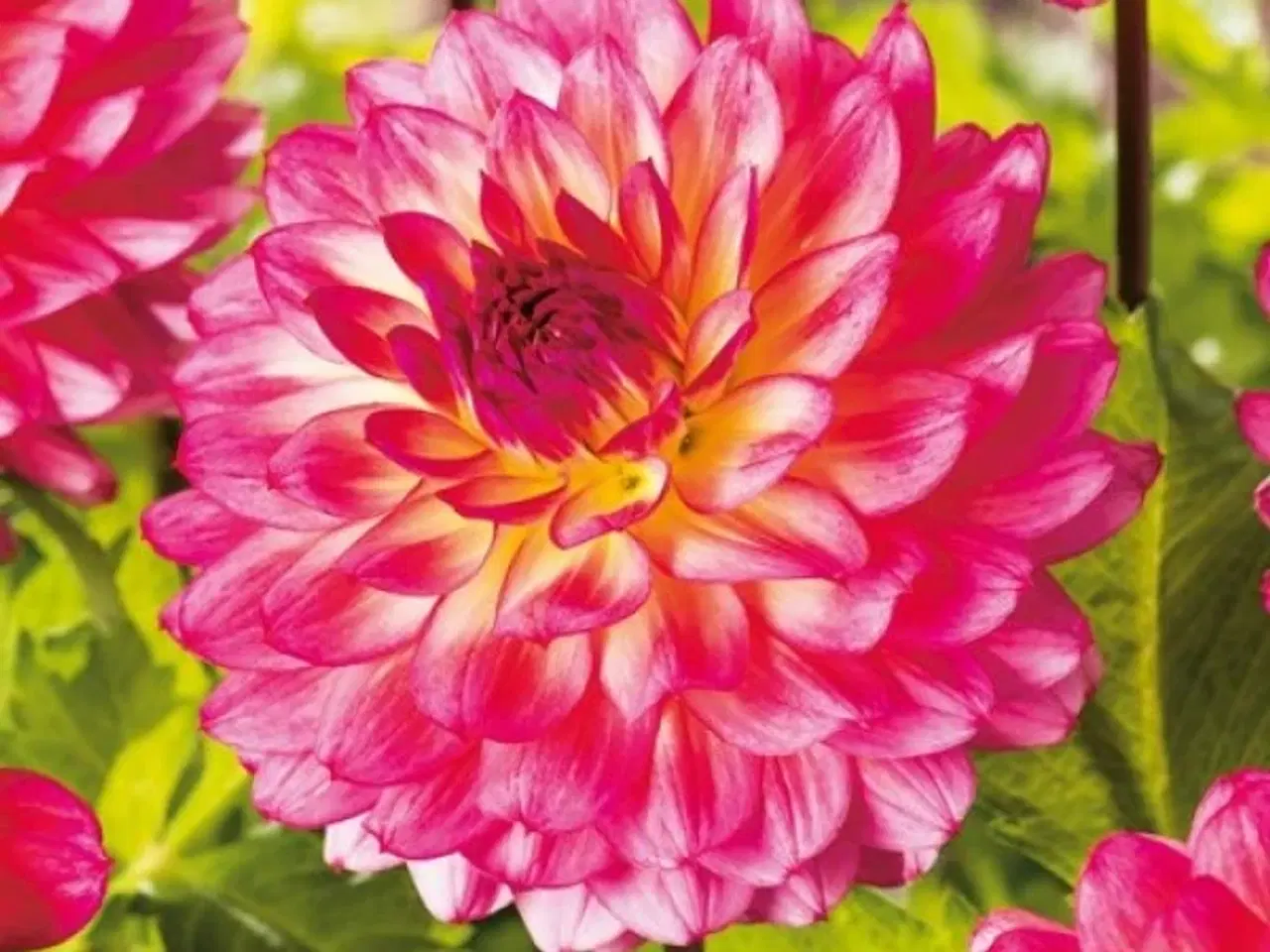 Billede 10 - Dahlia - Stort udvalg af dahlia på Restsalg
