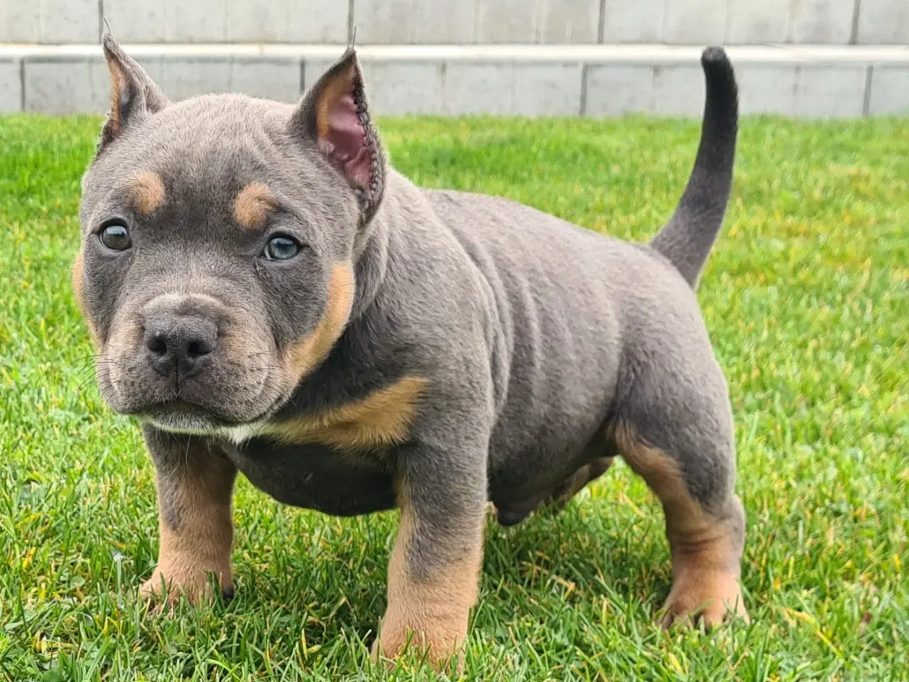 Billede 2 - American bully Dreng blutri abkc 