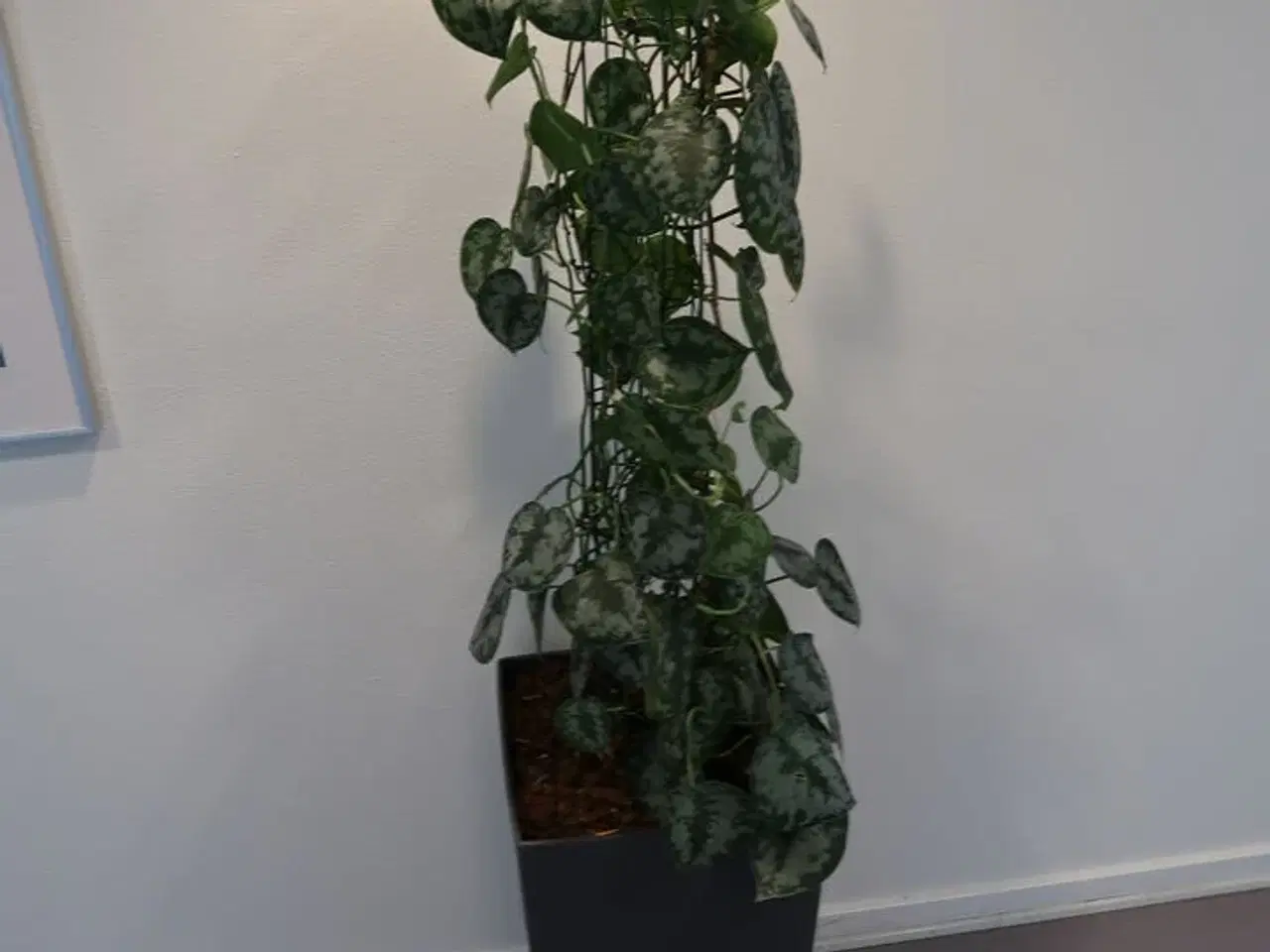 Billede 1 - Plante i krukke
