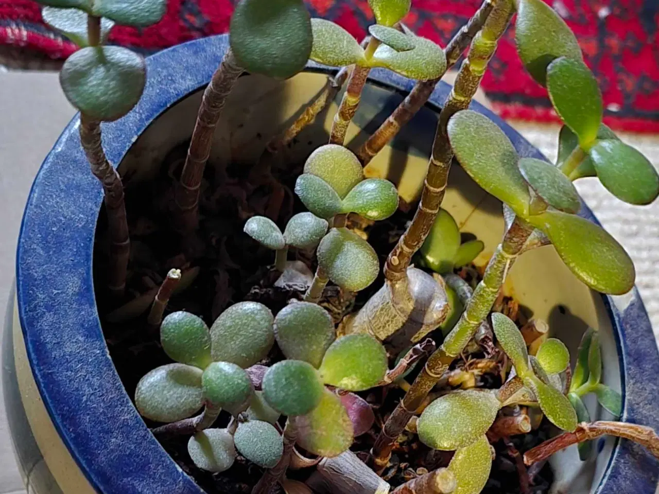 Billede 4 - Urtepotter, urtepotteskjuler, pengetræ