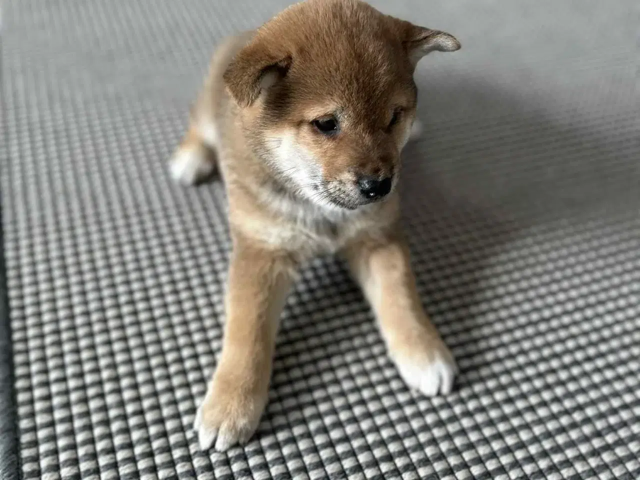 Billede 4 - Shiba hvalpe sælges