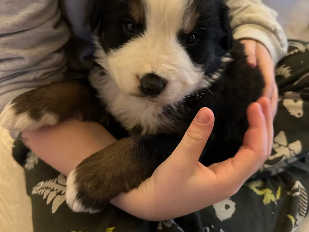 Billede 5 - Sødeste bamser sælges