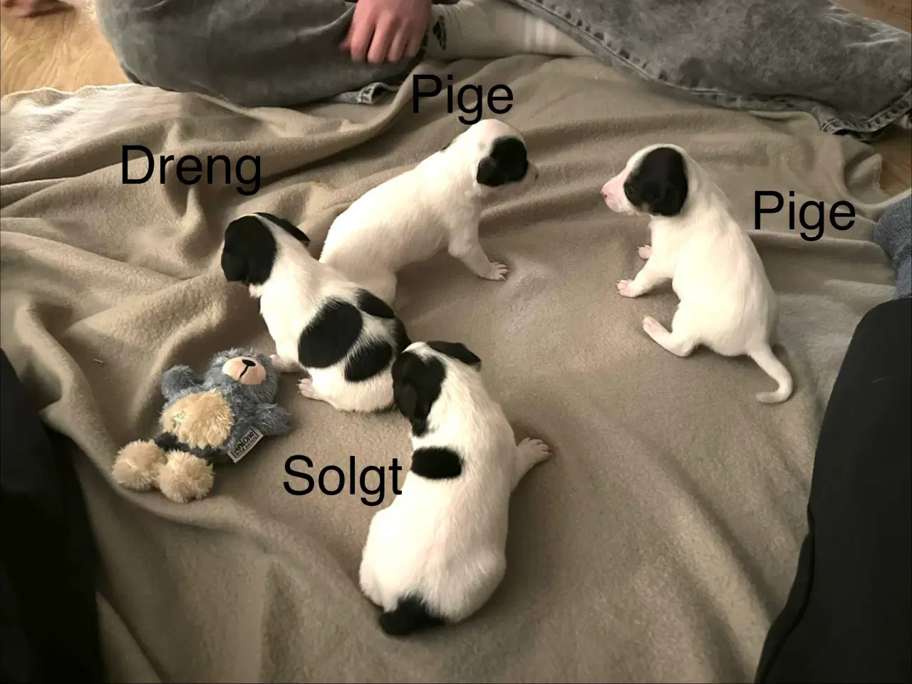 Billede 1 - Dansk/svensk-foxterrier blandingshvalpe