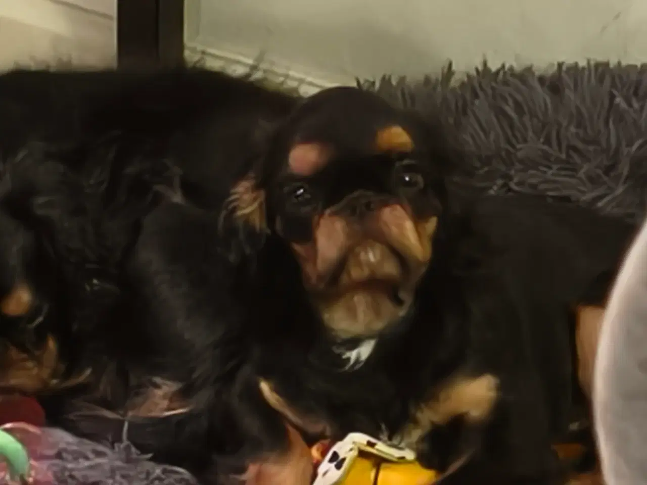 Billede 3 - Skøn King Charles Spaniel 