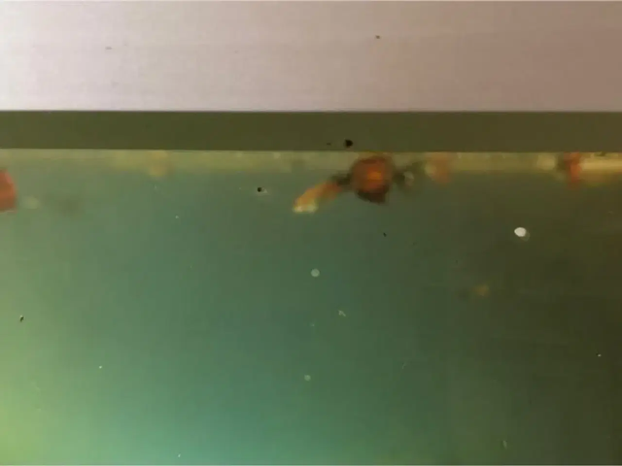 Billede 1 - Guppy mix unger og rejer neocaridina