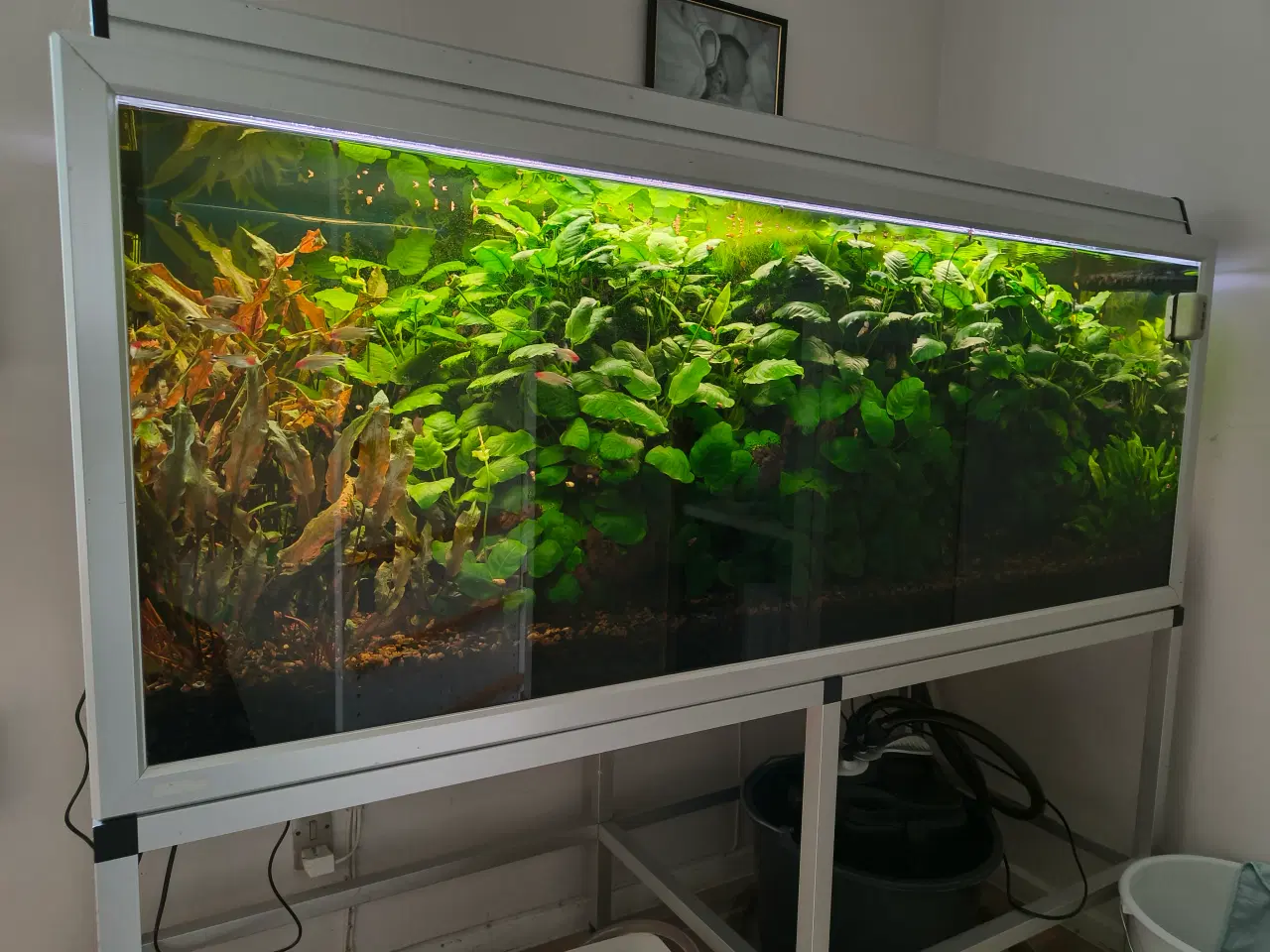Billede 2 - 300 liters Akvarium 