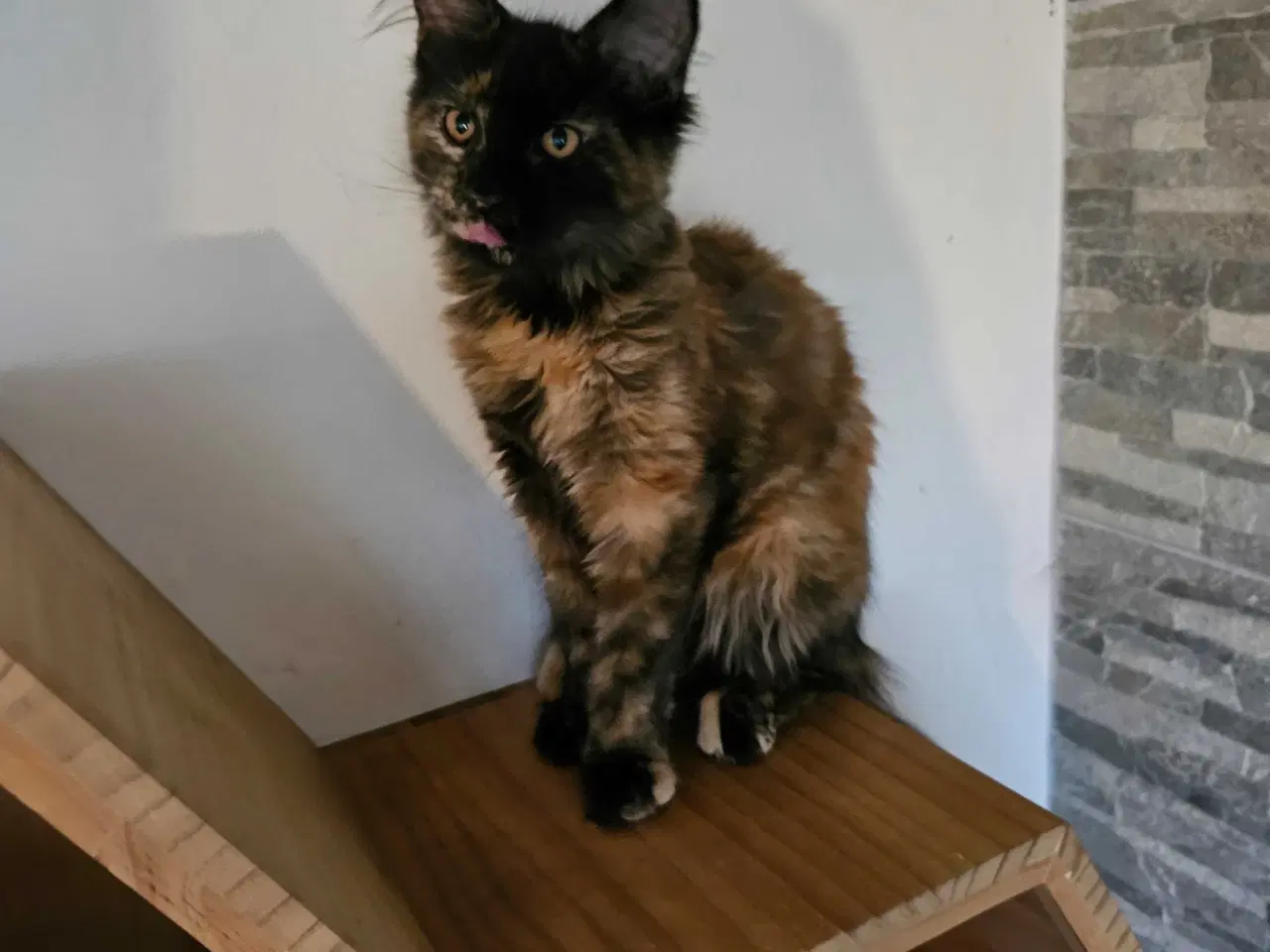 Billede 4 - Maine Coon killing m/ stamtavle 