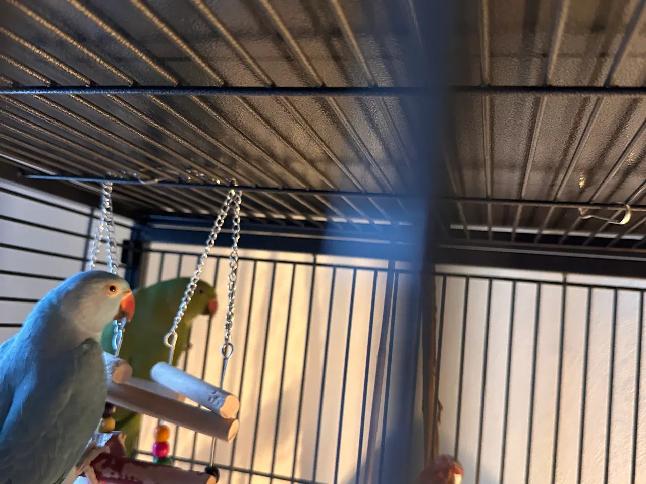 Billede 1 - Aleksandra parakitter 