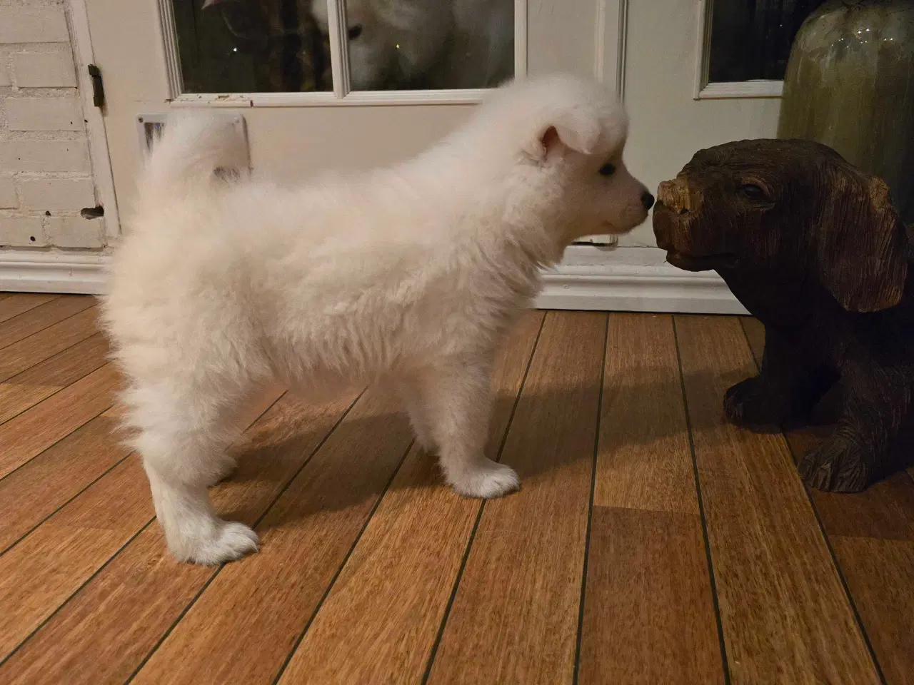 Billede 9 - Samojede hvalpe