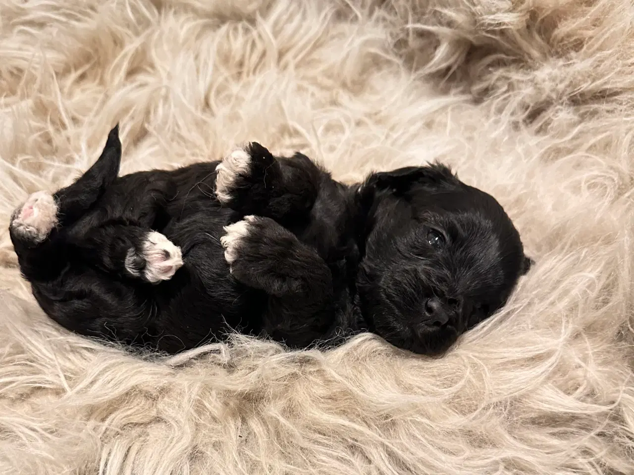 Billede 18 - Cavapoo F2B