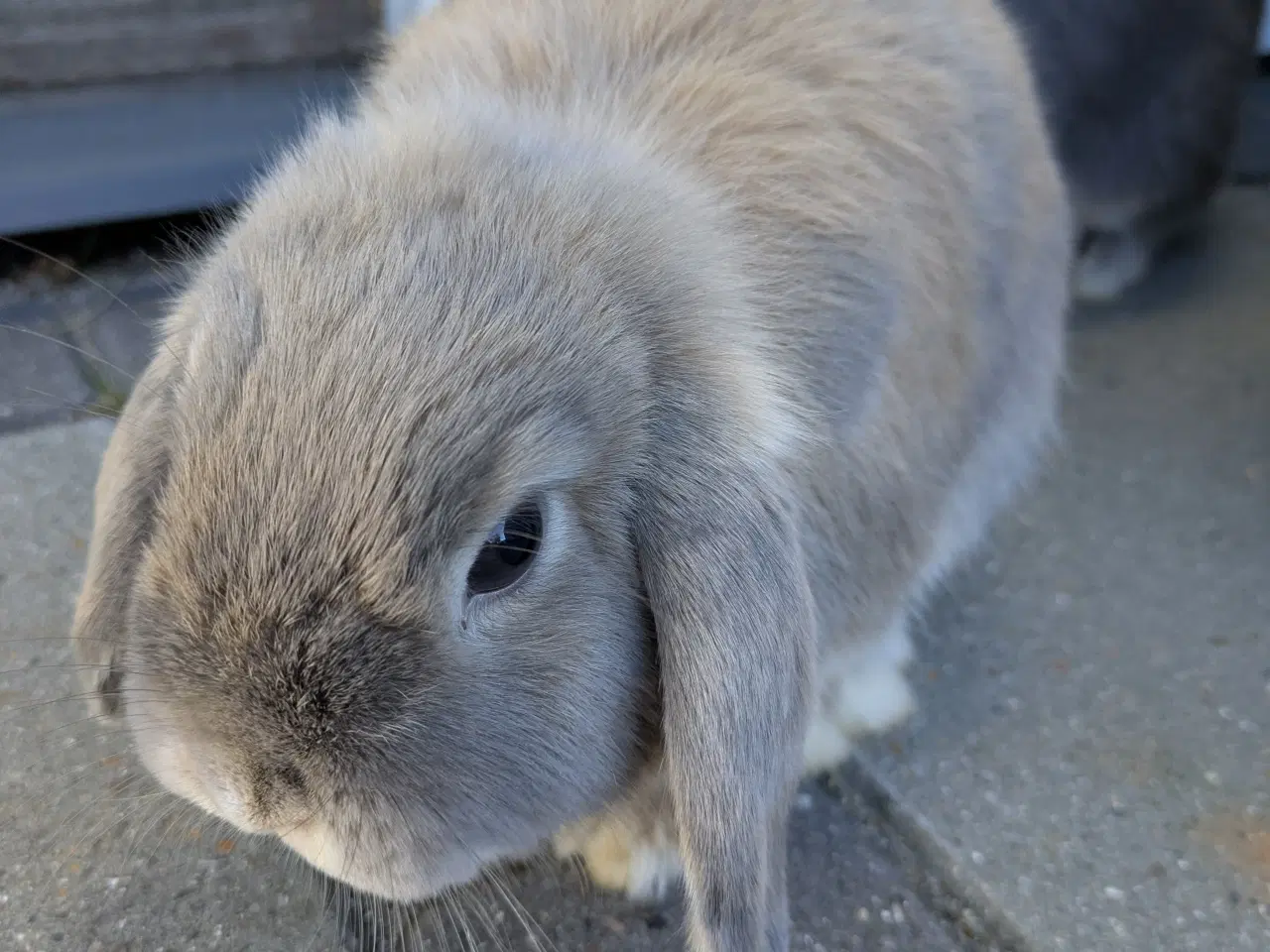 Billede 5 - To minilop kaniner 9 mdr