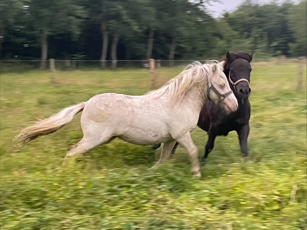 Billede 10 - 2 bedste venner sælges samlet. Shetlandsponyer 