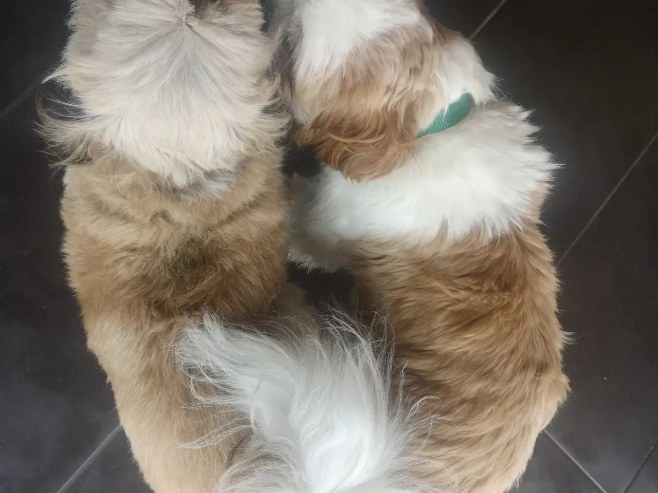 Billede 2 - Shih tzu parring 