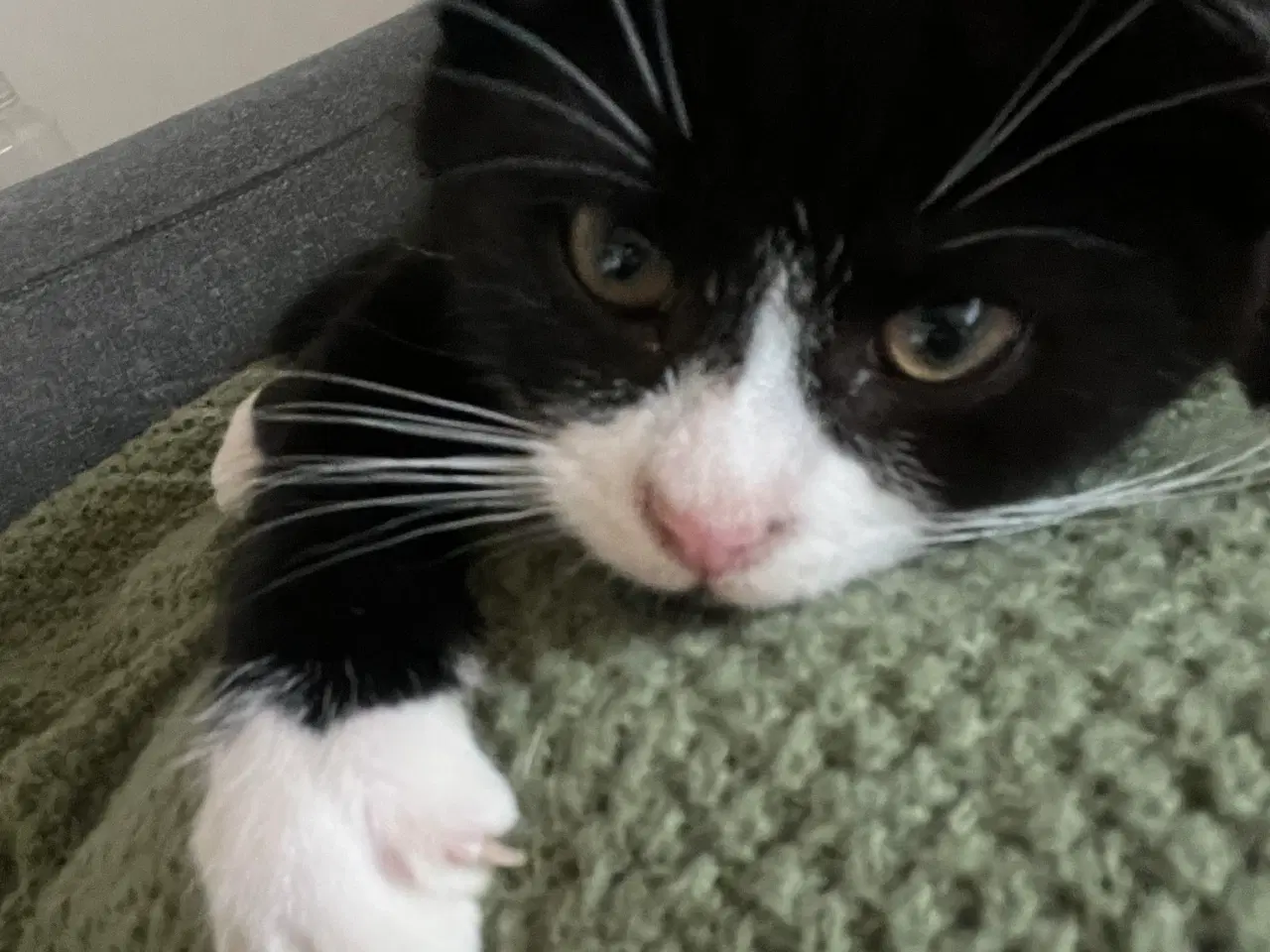 Billede 8 - Han-killing, Maine Coon-blanding 