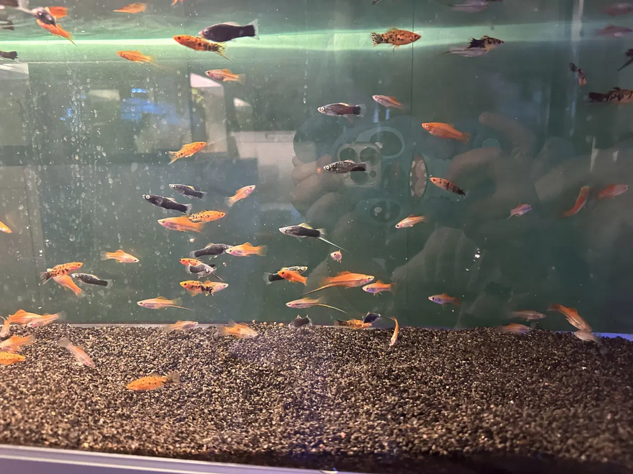 Billede 2 - Sværedrave mix 