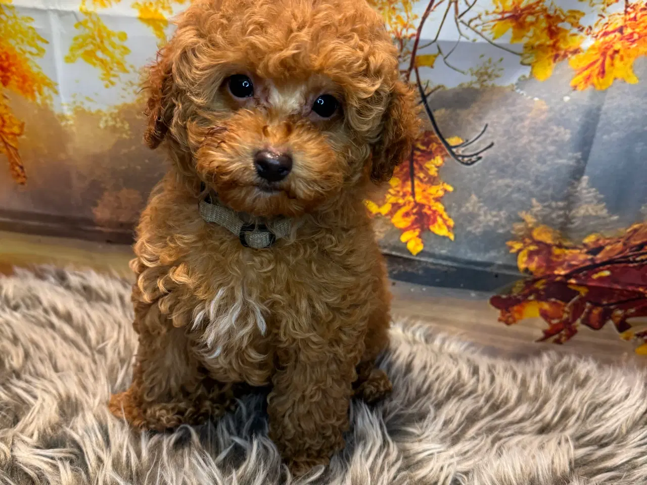 Billede 1 - Maltipoo i efterårs  ?