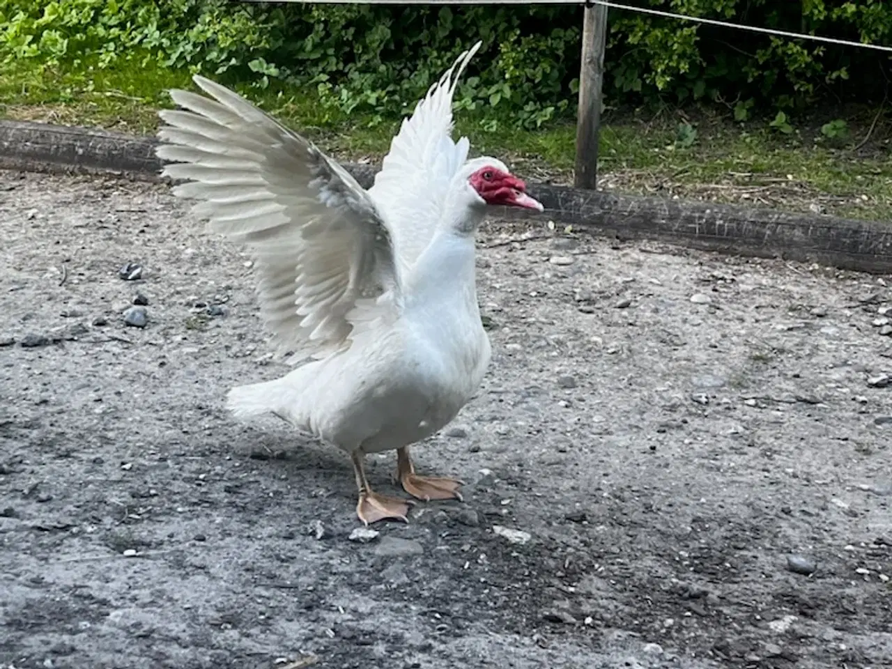 Billede 2 - 3.5-4kg moskusænder