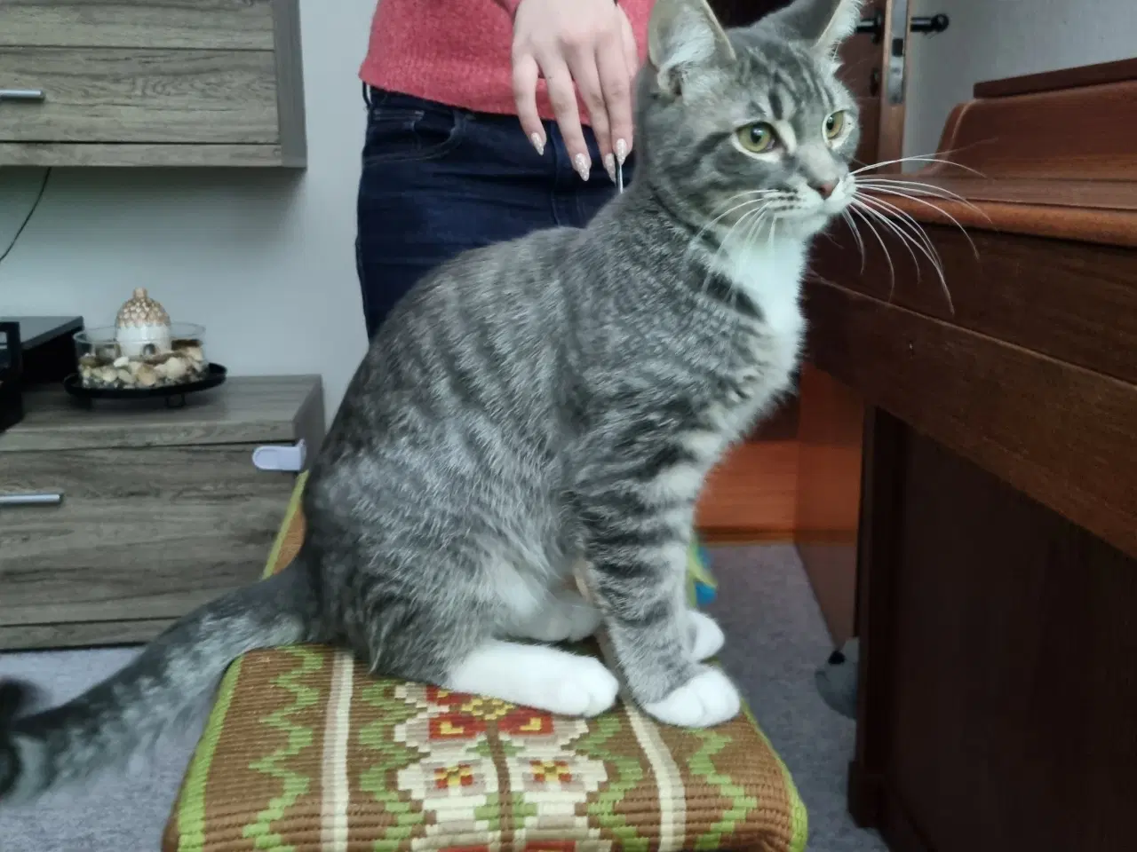 Billede 3 - Maine Coon blandingskilling søger nyt hjem.