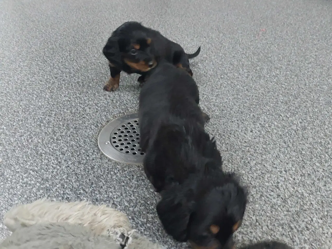 Billede 3 - Langhåret gravhund 