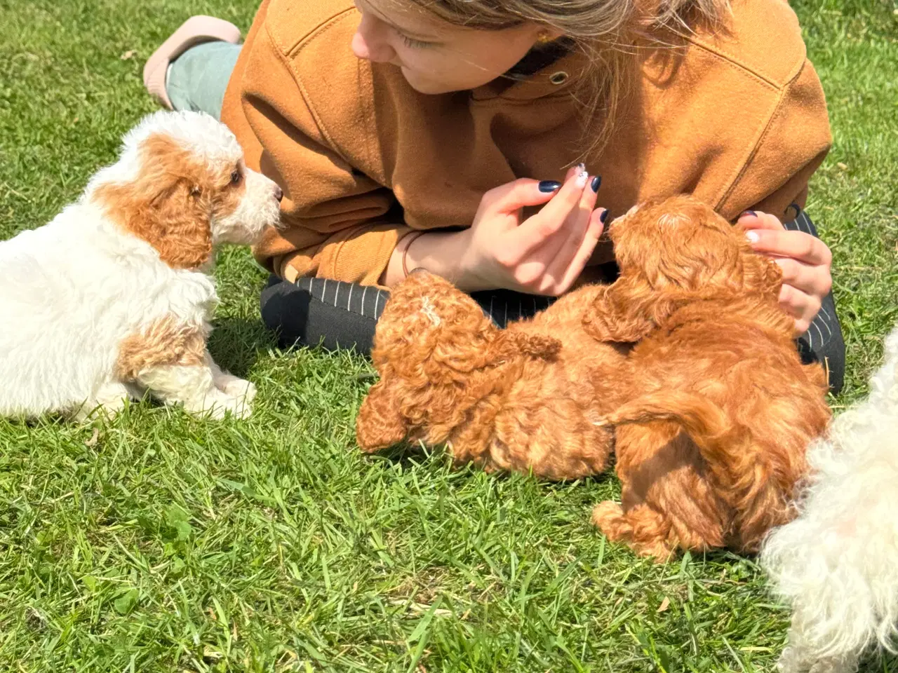 Billede 4 - Cavapoo Rejseklar 