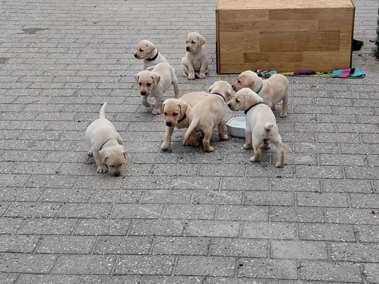 Billede 1 - Gule labrador  hvalpe hanner