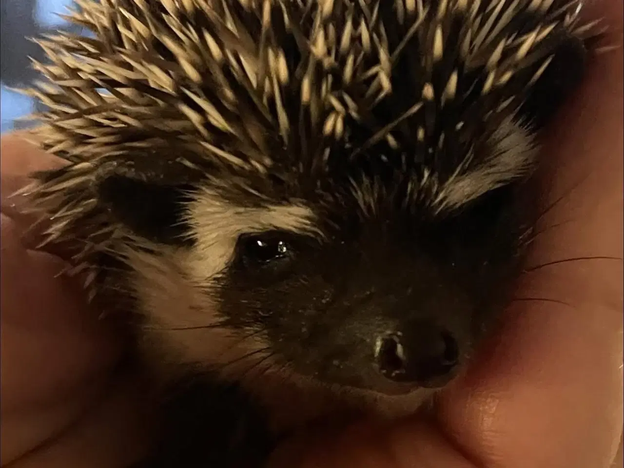 Billede 4 - Afrikansk Pygmæ Pindsvin