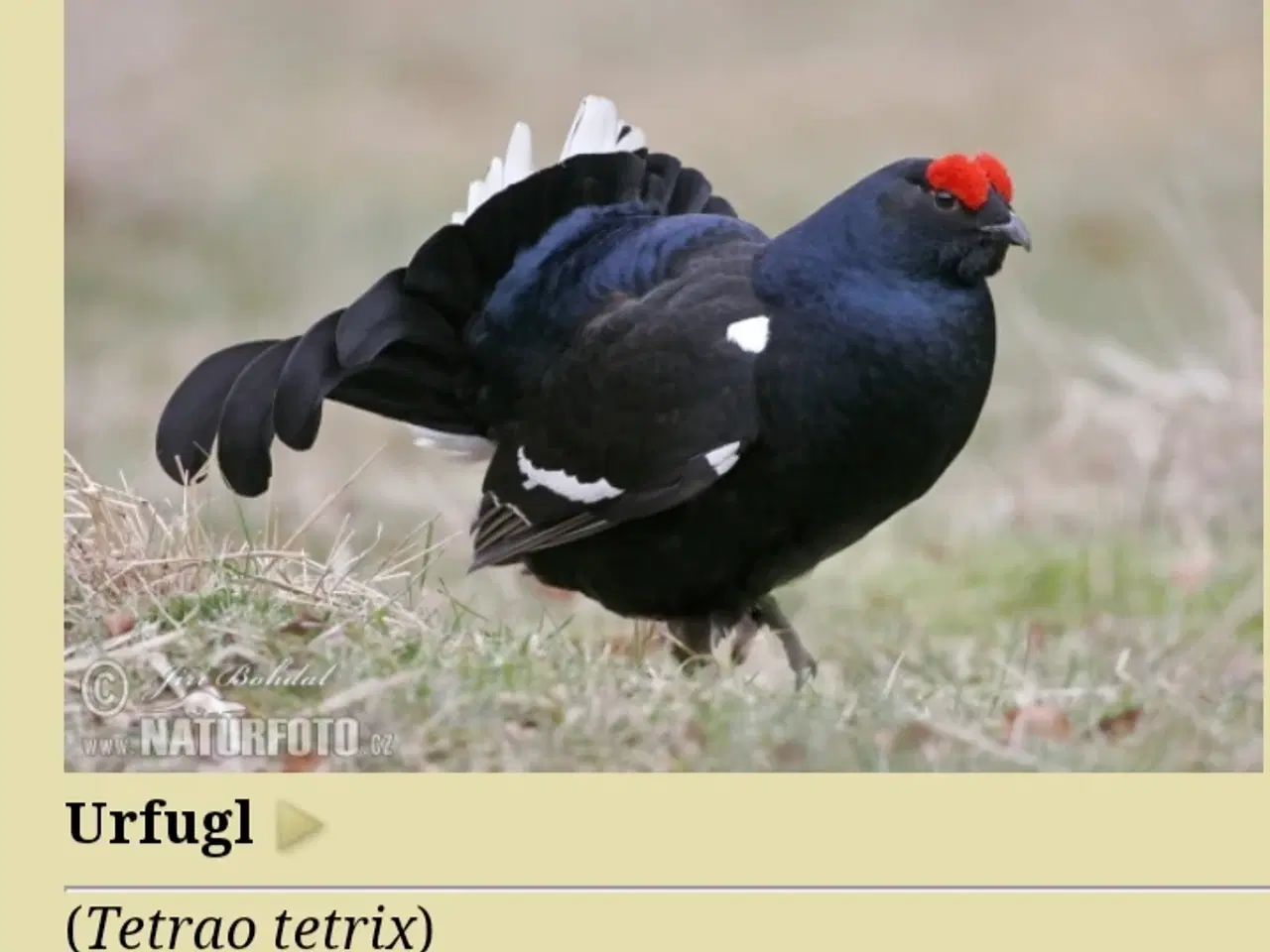 Billede 1 - Urfugl  (Black Grouse)