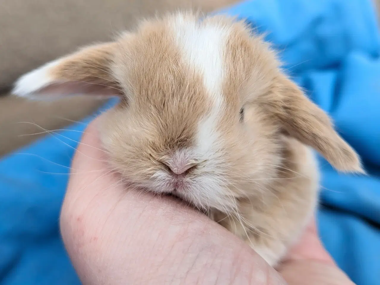 Billede 6 - Minilop kaninunge sælges