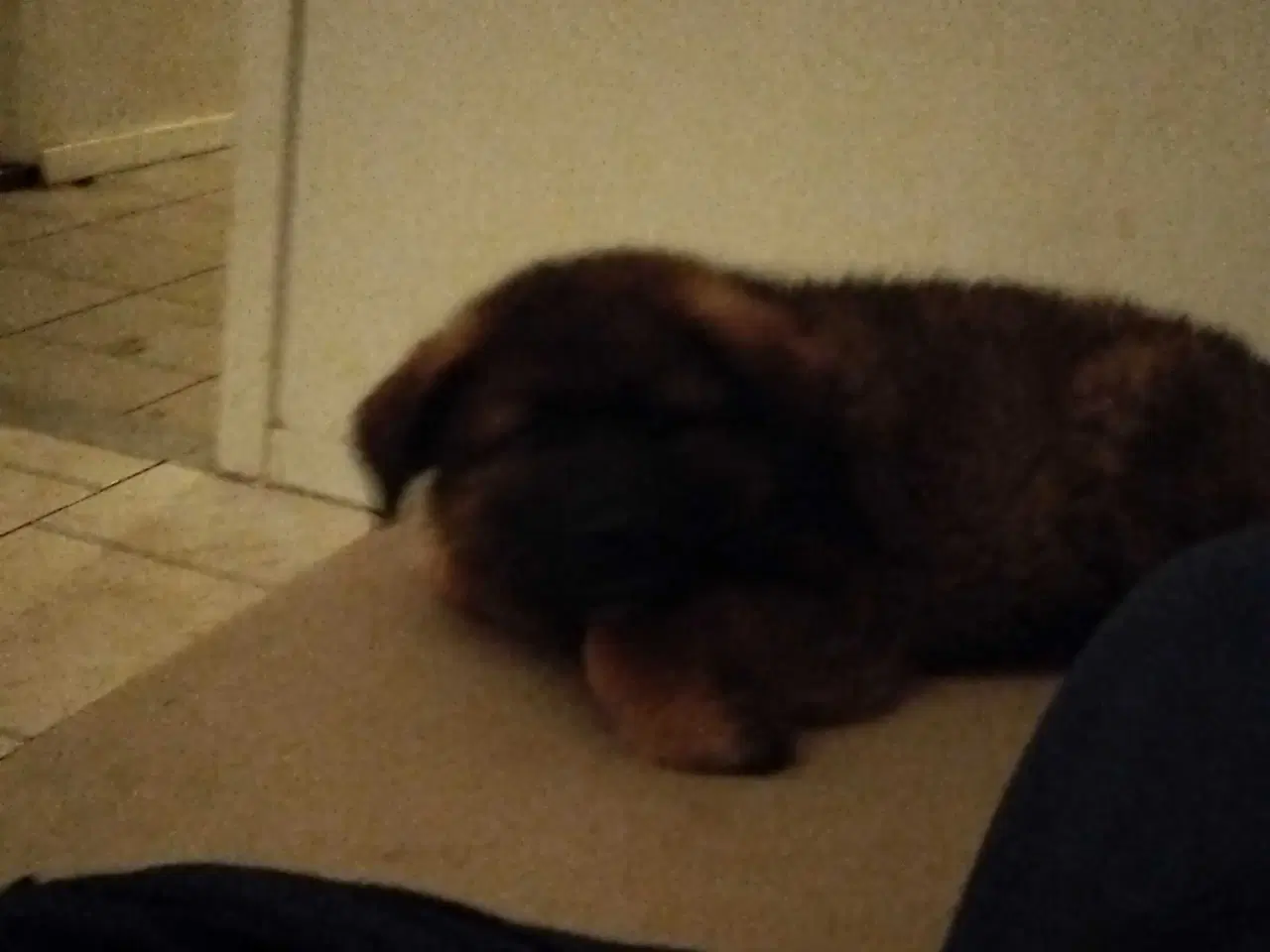 Billede 8 - Mor sankt Bernhard og far schæfer 