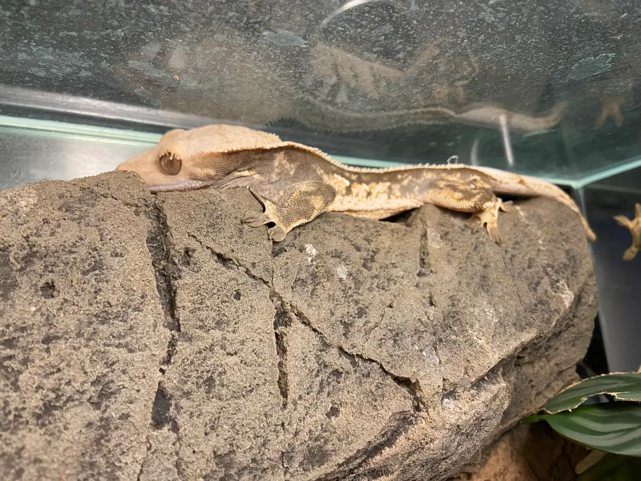 Billede 2 - Kronegekko par