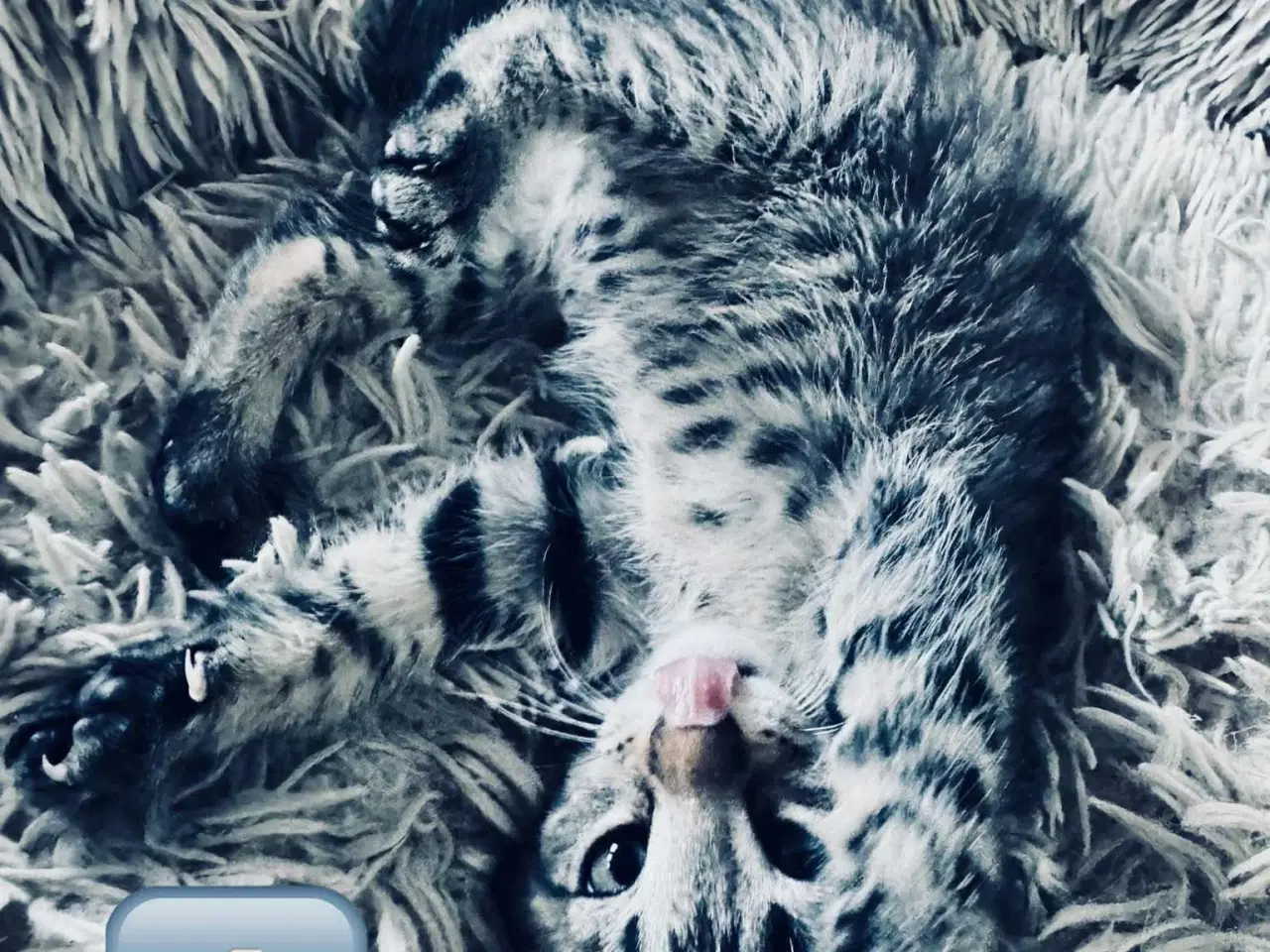 Billede 9 - Maine coon  
