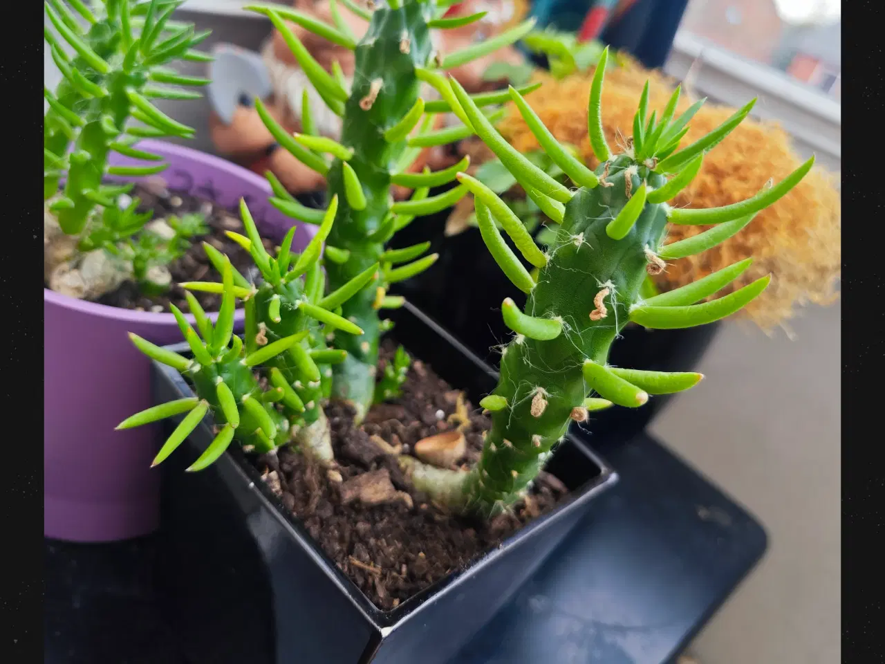 Billede 8 - Sukkulenter og Kaktusser (hjemmeprojekt)