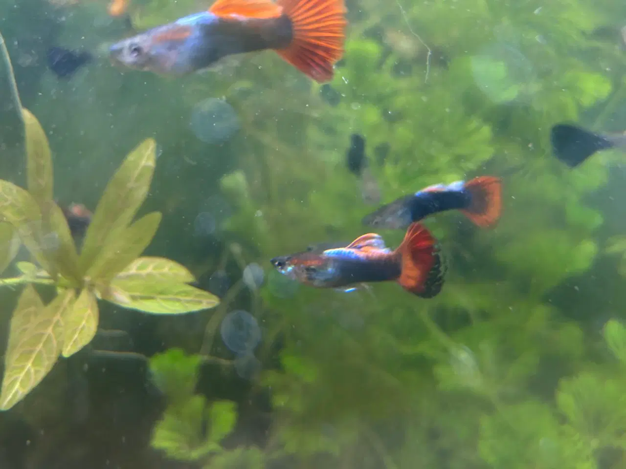 Billede 8 - Voksne guppy, 2stk.