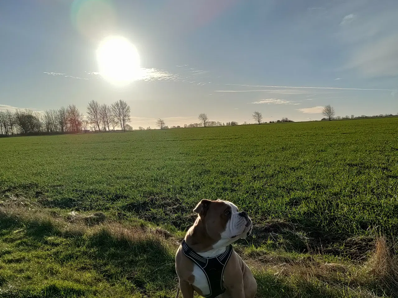 Billede 6 - Verdens bedste Watson 