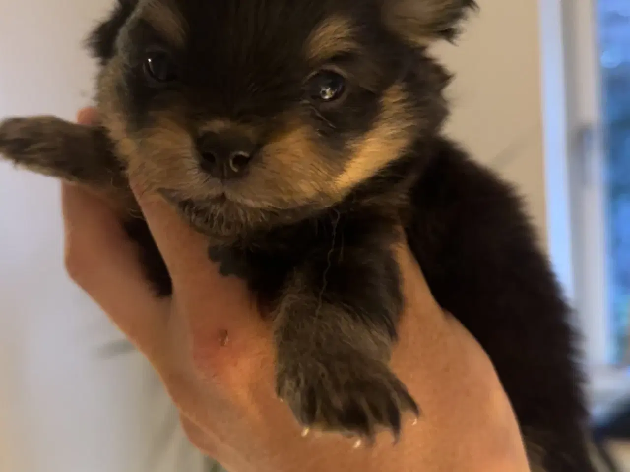 Billede 3 - Pomchi hvalpe 