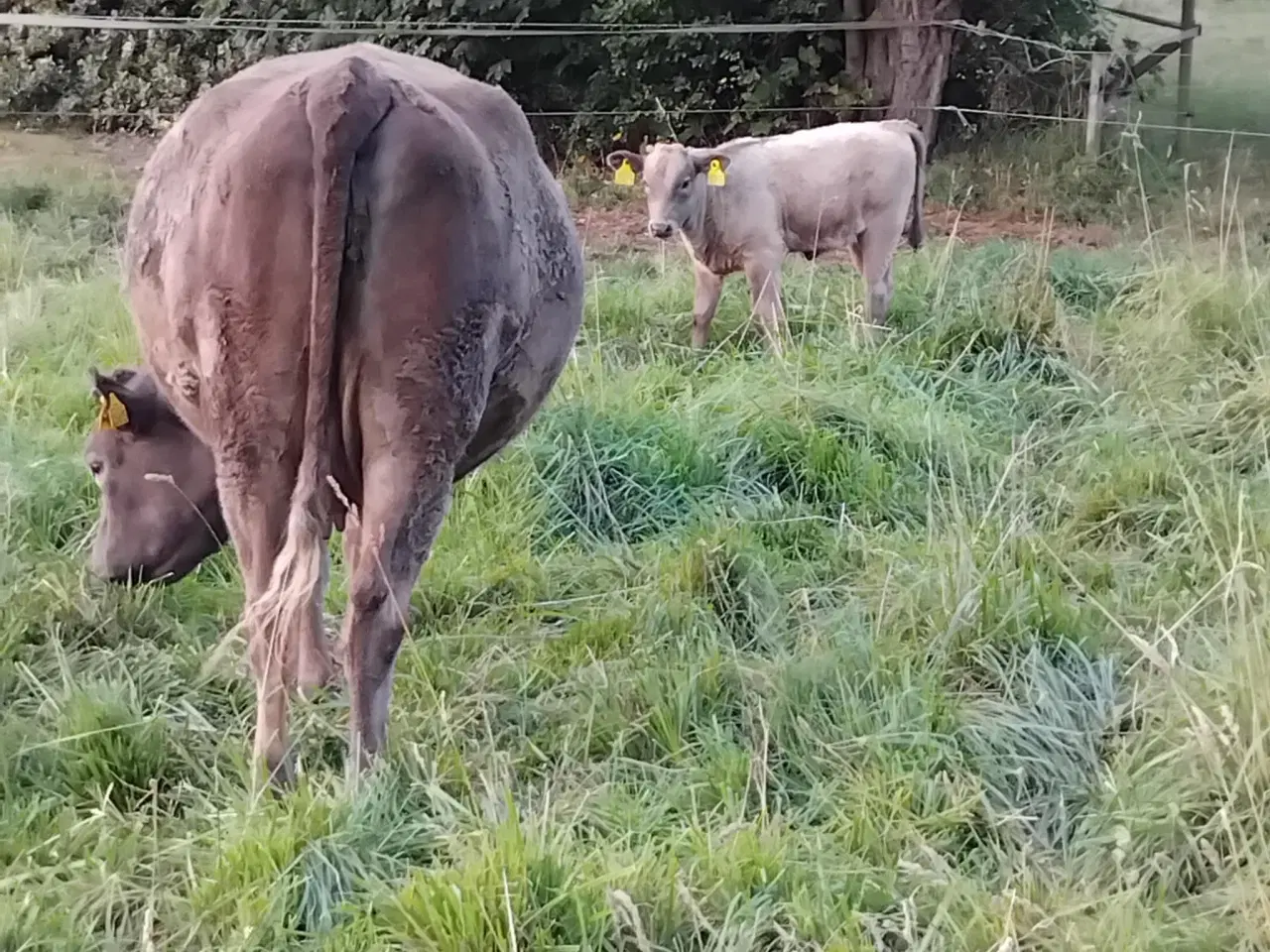 Billede 2 - F1 Wagyu krydsningsko med F2 kviekalv